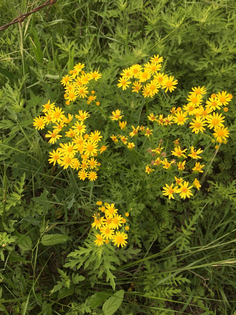 Great Plains Ragwort