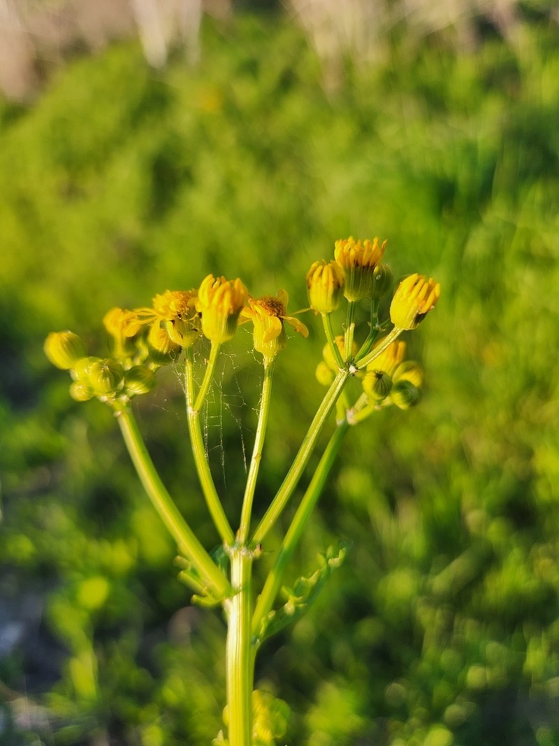 Great Plains Ragwort photo 2