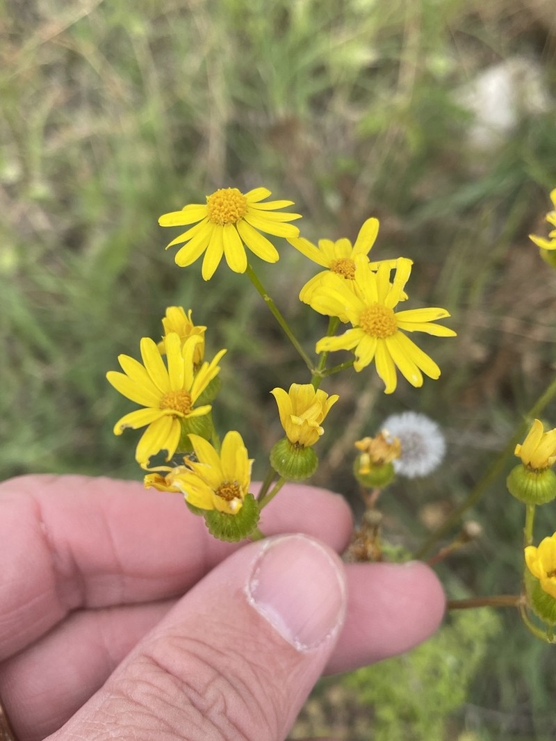 Great Plains Ragwort photo 3