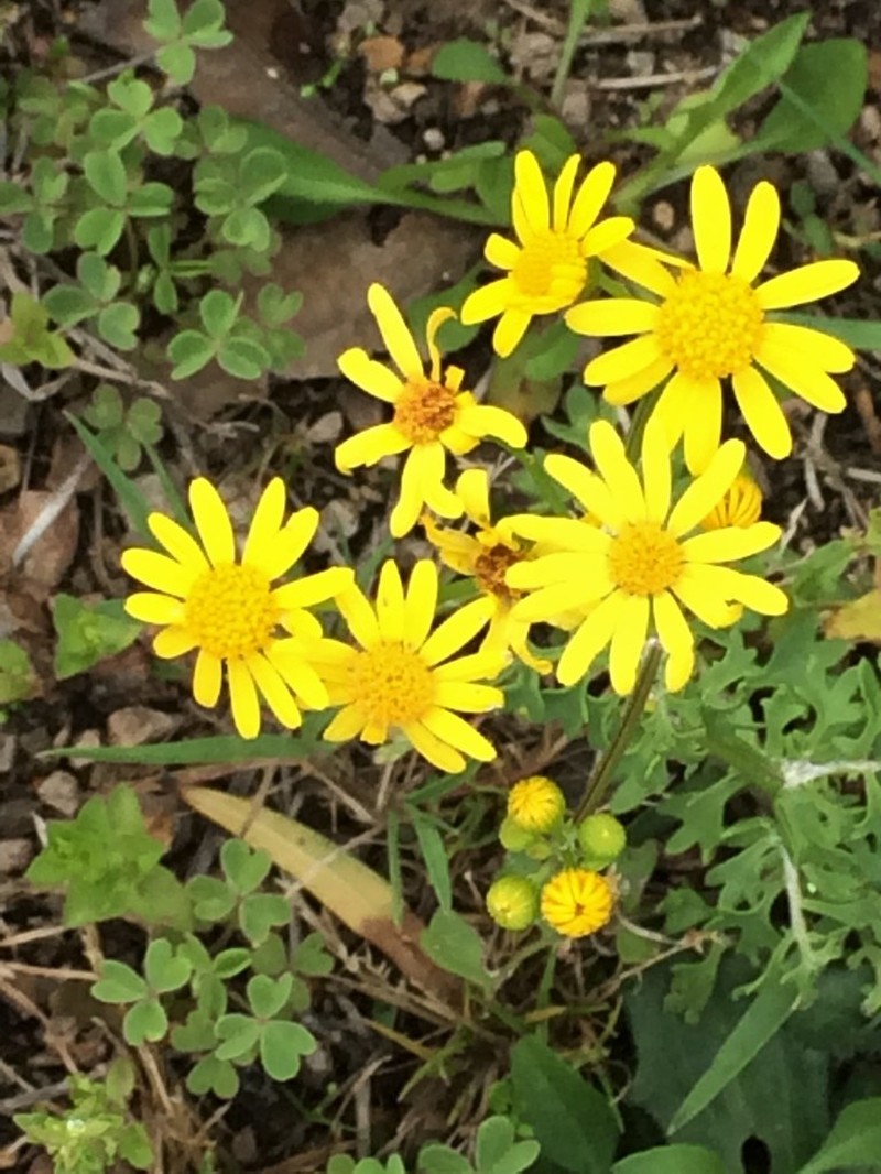 Great Plains Ragwort photo 4