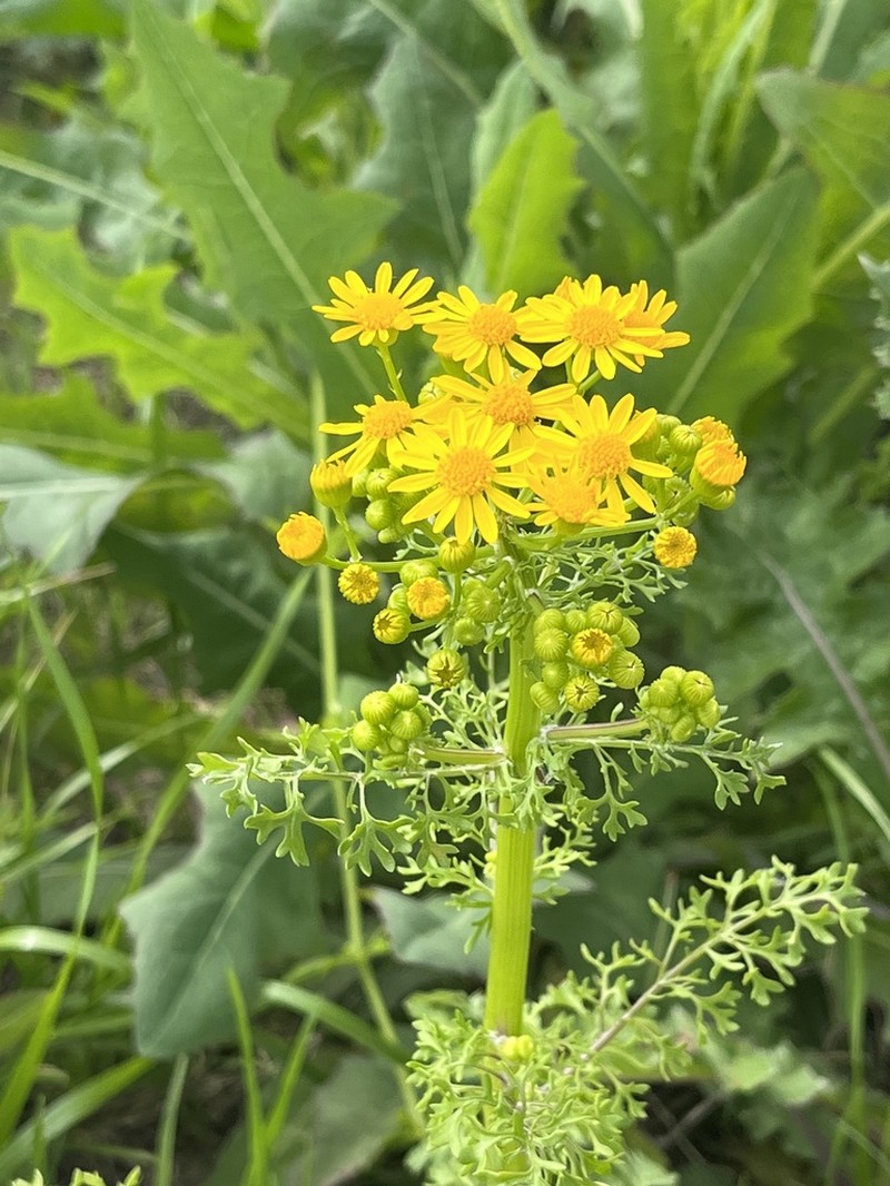 Great Plains Ragwort photo 5