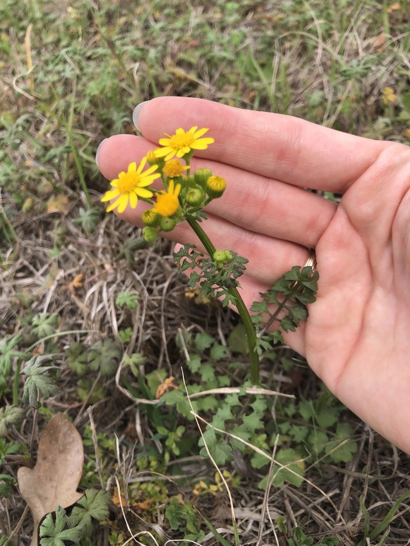 Great Plains Ragwort photo 6