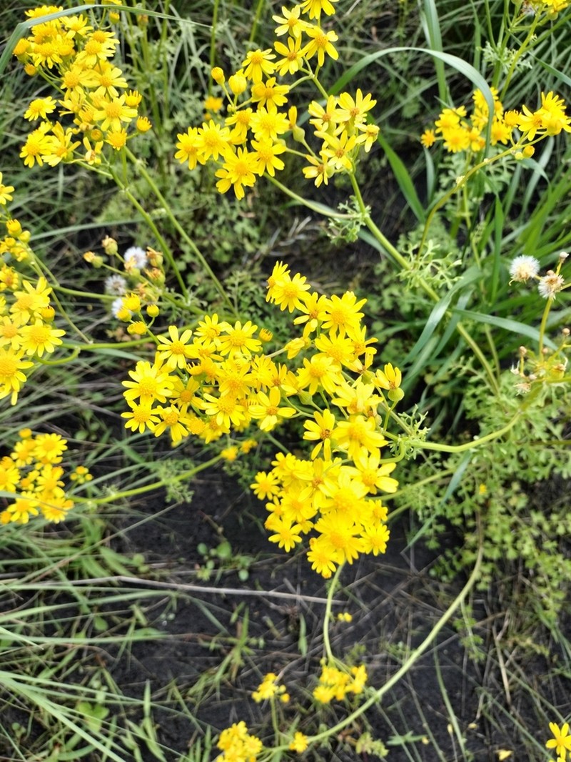 Great Plains Ragwort photo 7