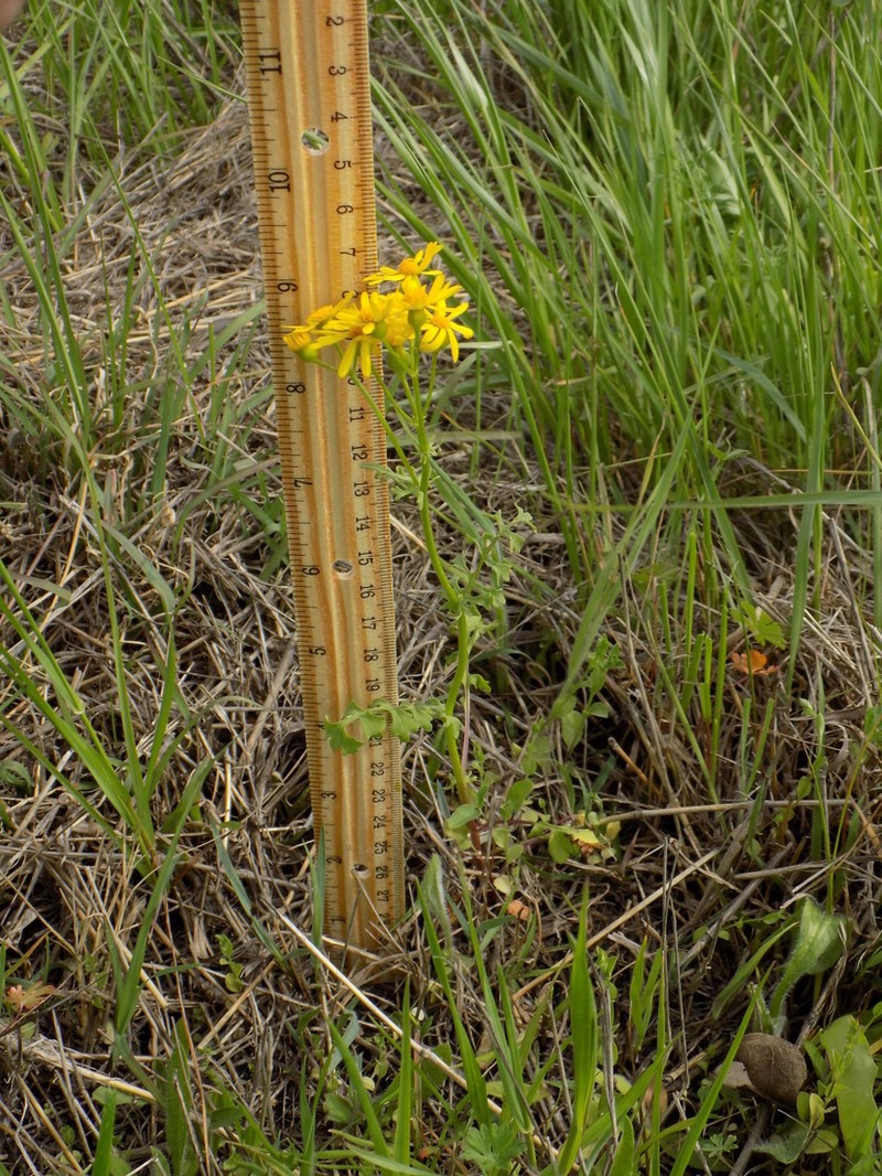 Great Plains Ragwort photo 8