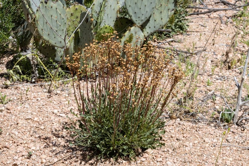 Packera texensis