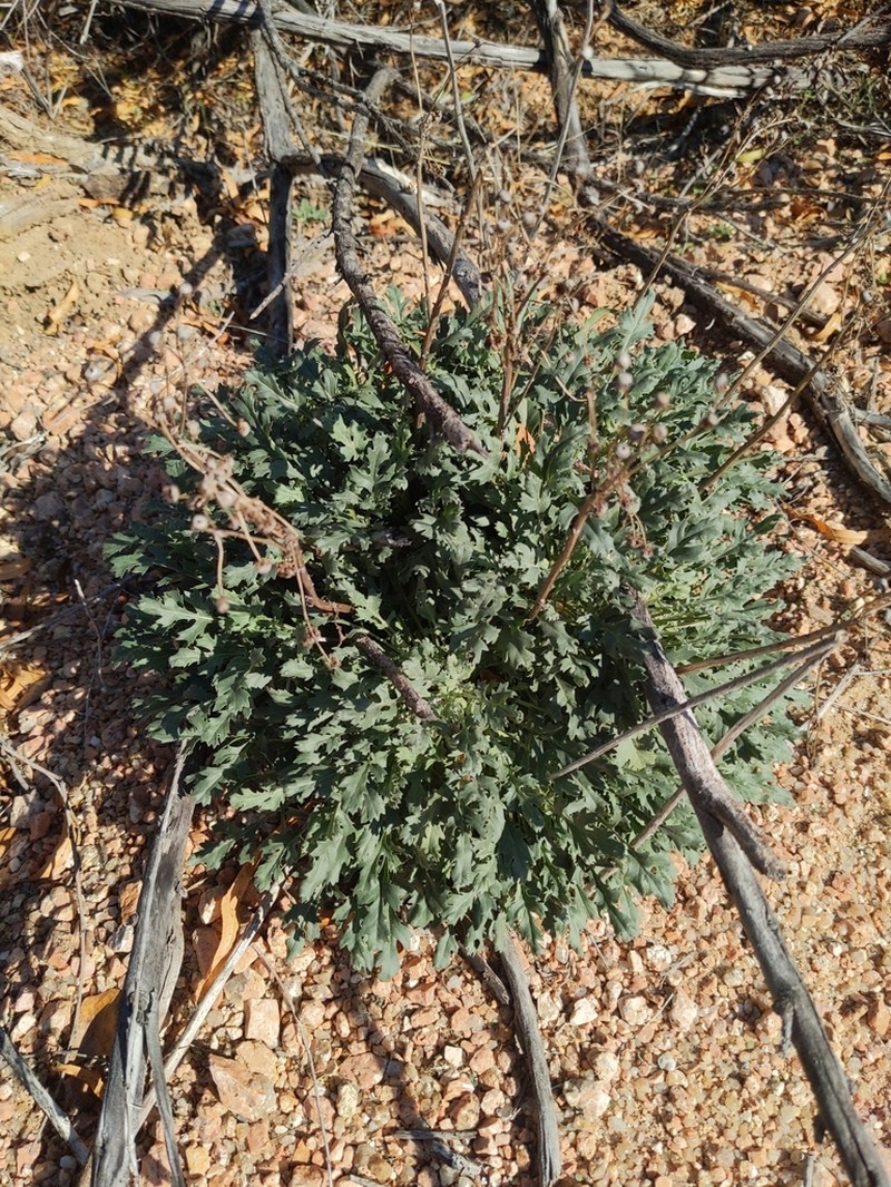 Packera texensis photo 2