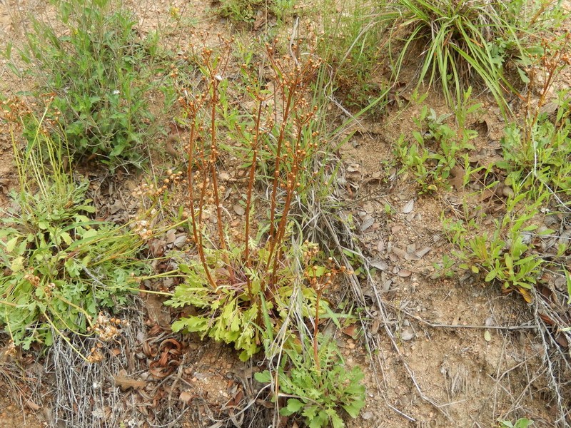 Packera texensis photo 4