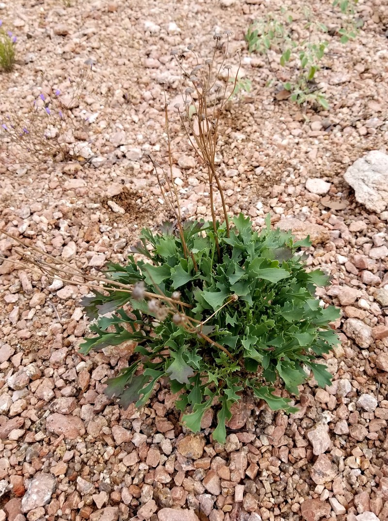 Packera texensis photo 6