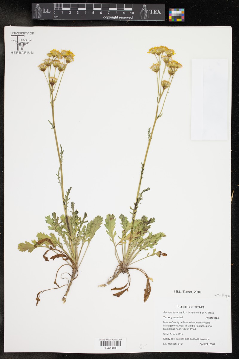 Packera texensis photo 8