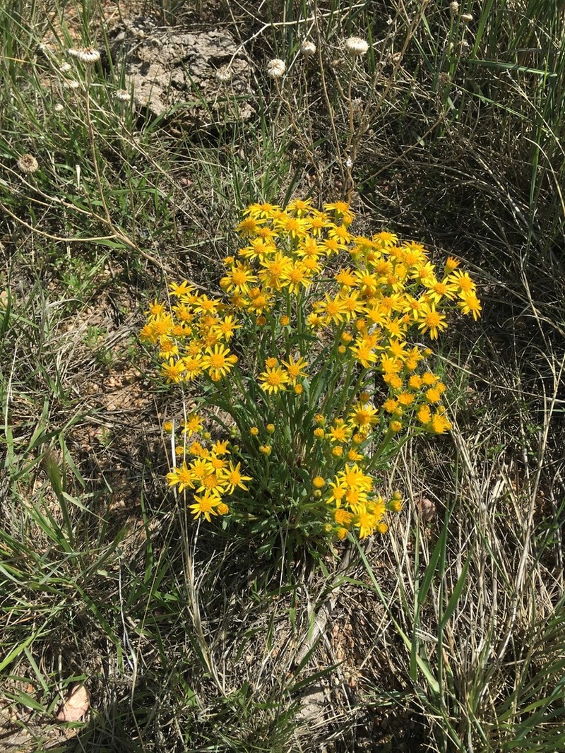 Threetooth Ragwort