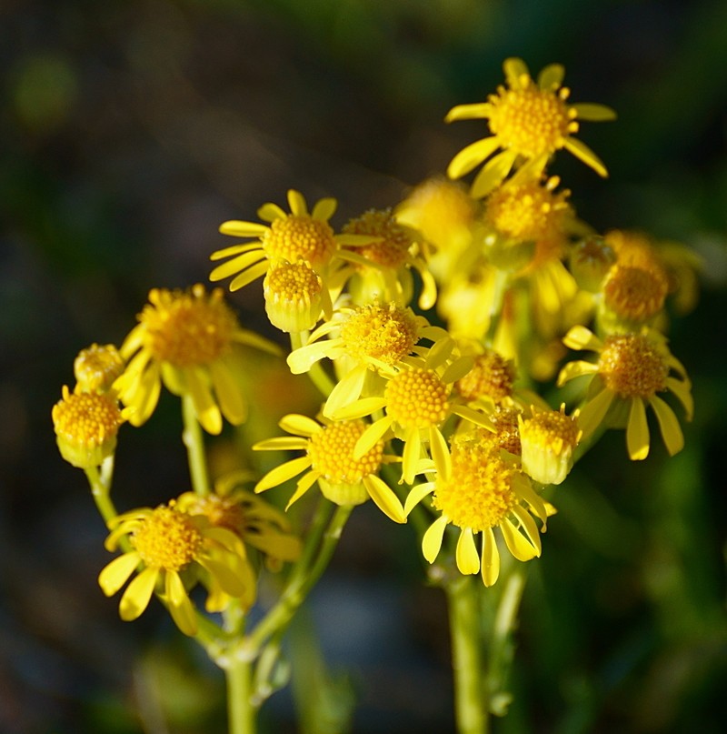 Threetooth Ragwort photo 2