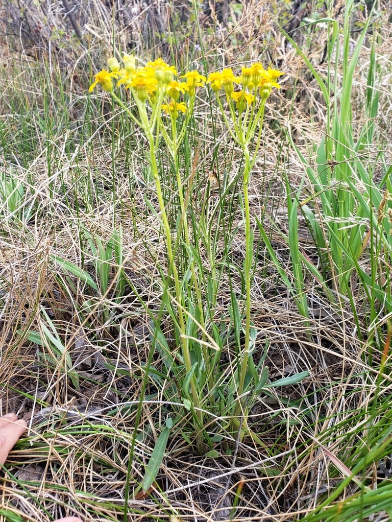 Threetooth Ragwort photo 3