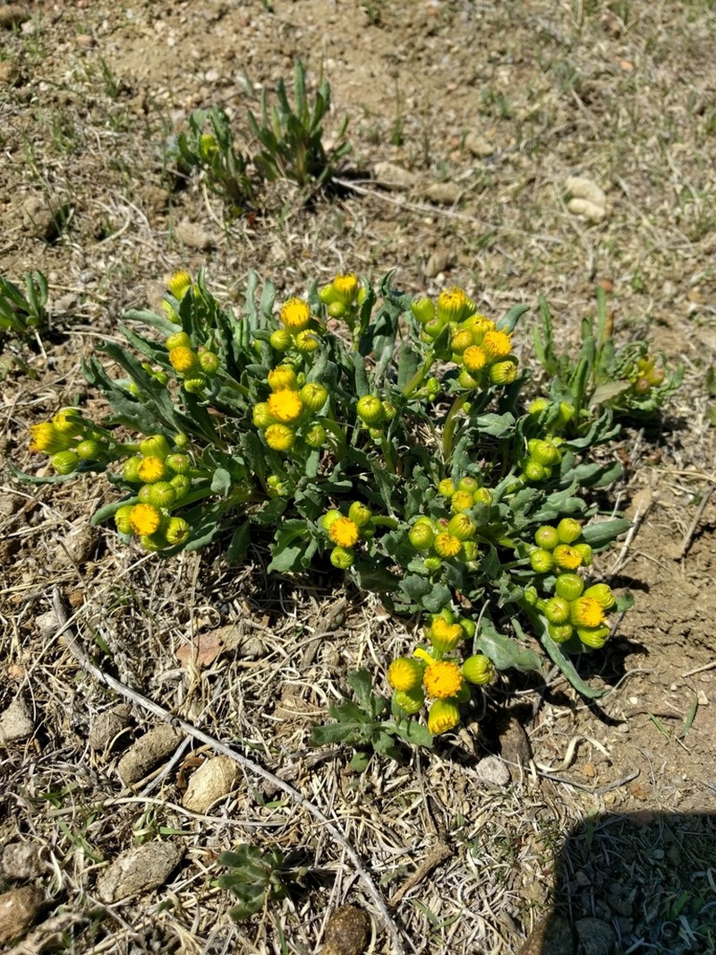 Threetooth Ragwort photo 4