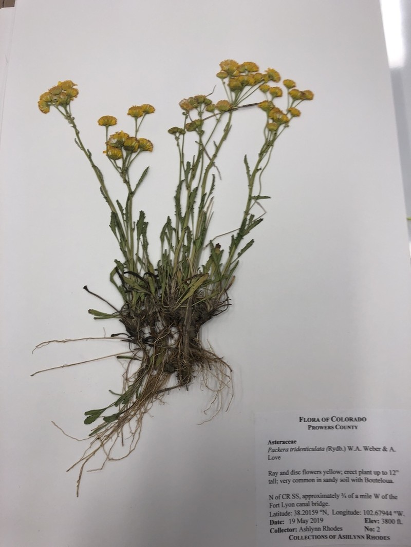 Threetooth Ragwort photo 5