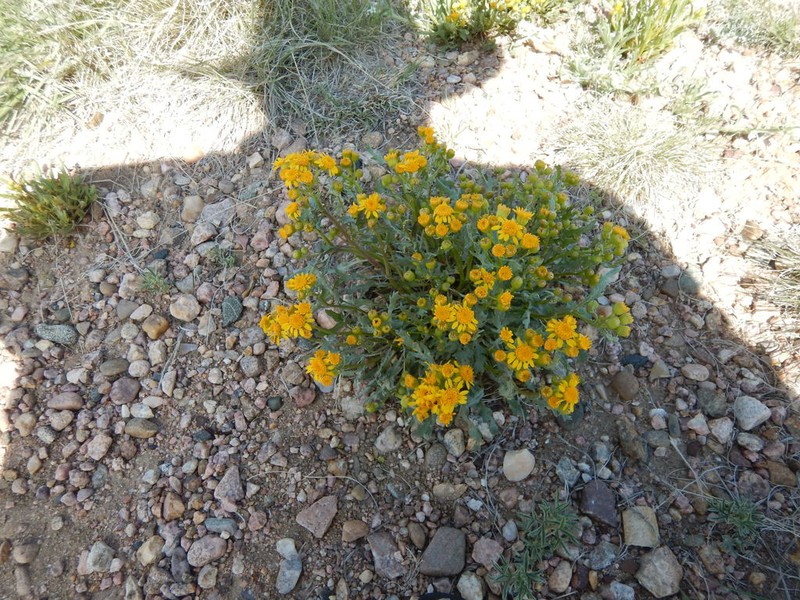 Threetooth Ragwort photo 6