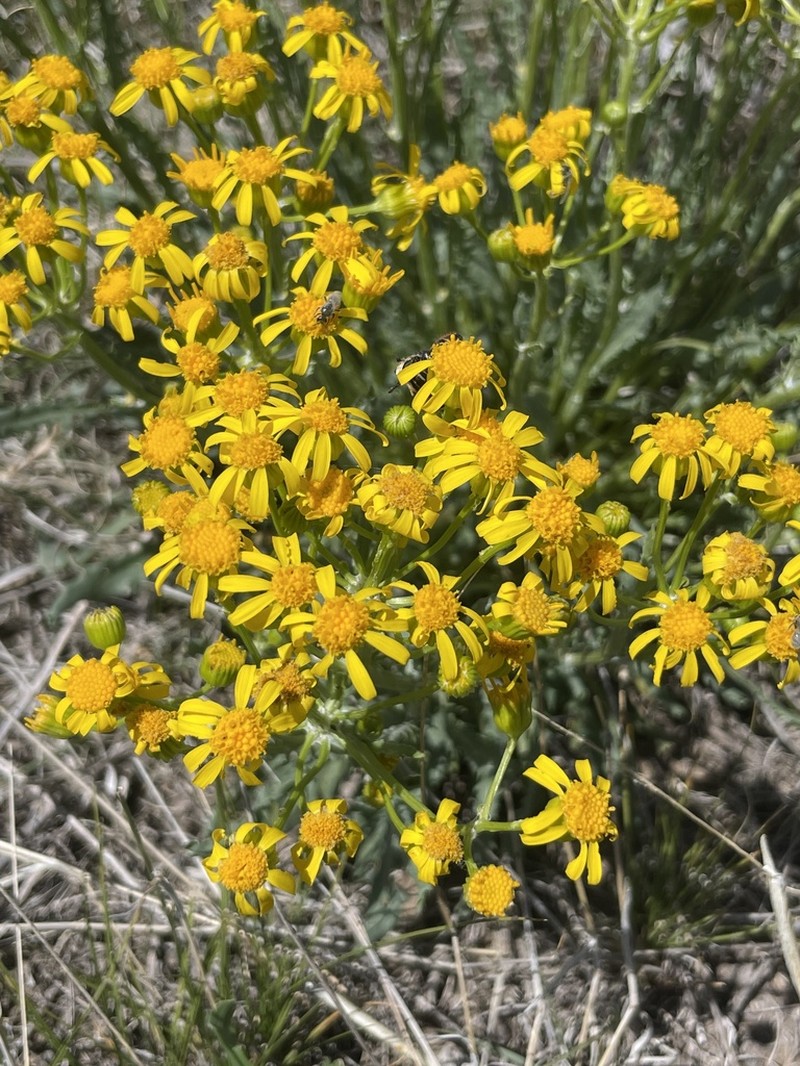 Threetooth Ragwort photo 7