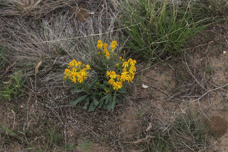Threetooth Ragwort photo 8