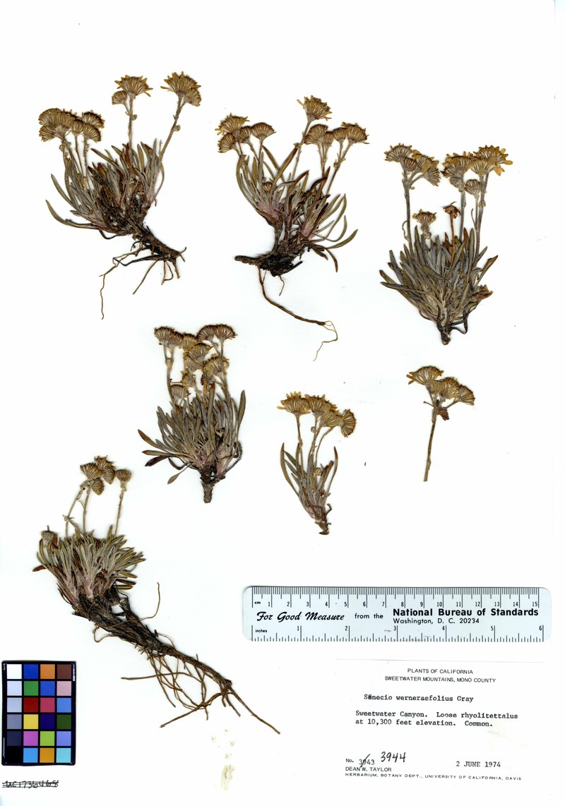 Hoary Groundsel photo 5