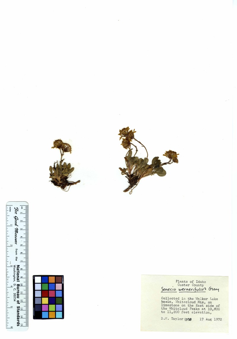 Hoary Groundsel photo 6