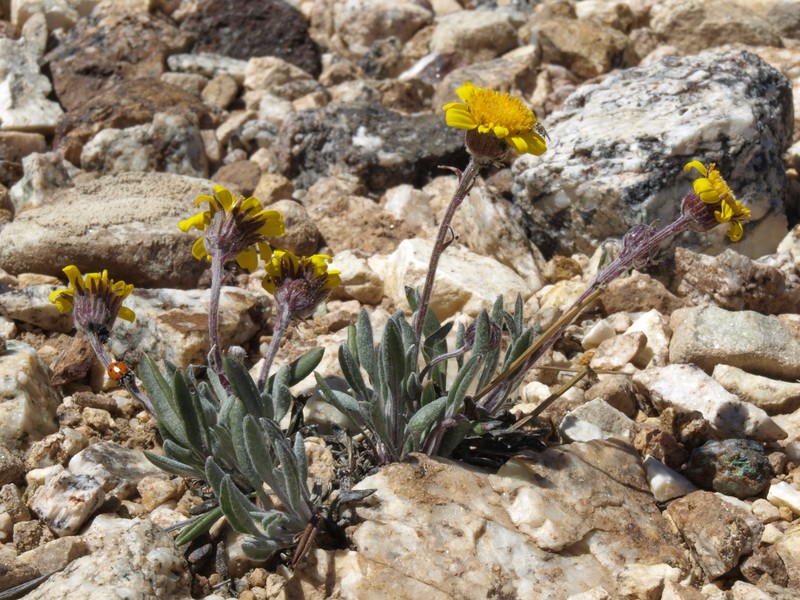 Hoary Groundsel photo 2