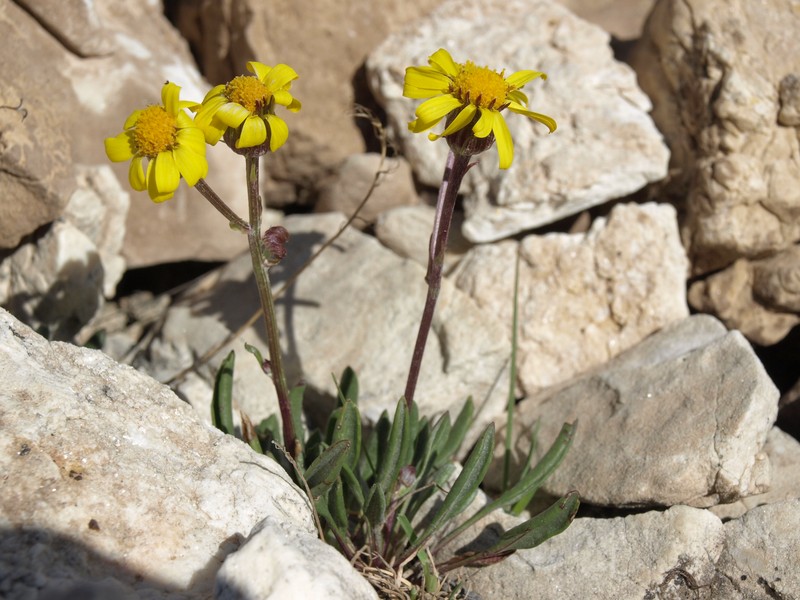 Hoary Groundsel photo 3