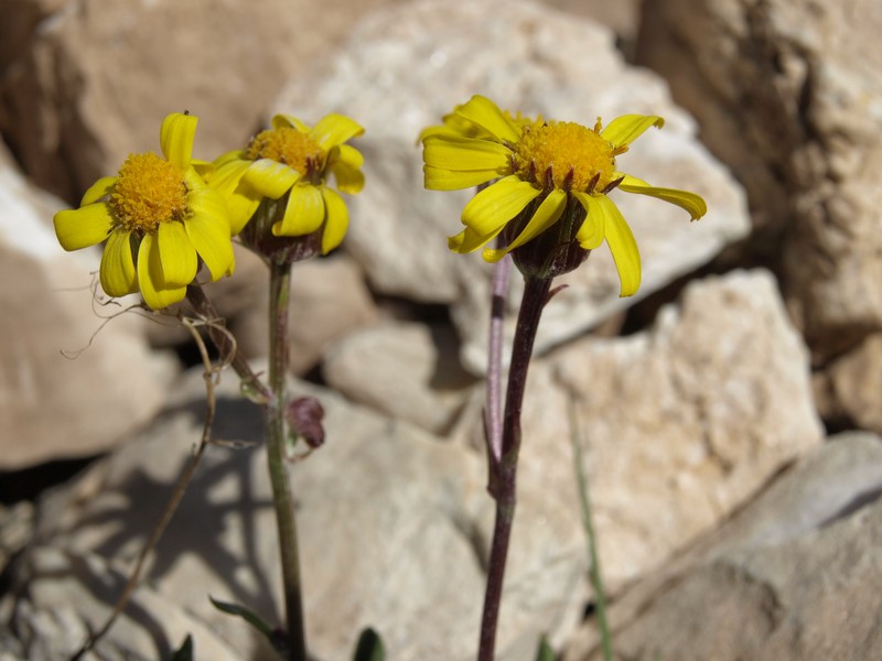 Hoary Groundsel photo 4