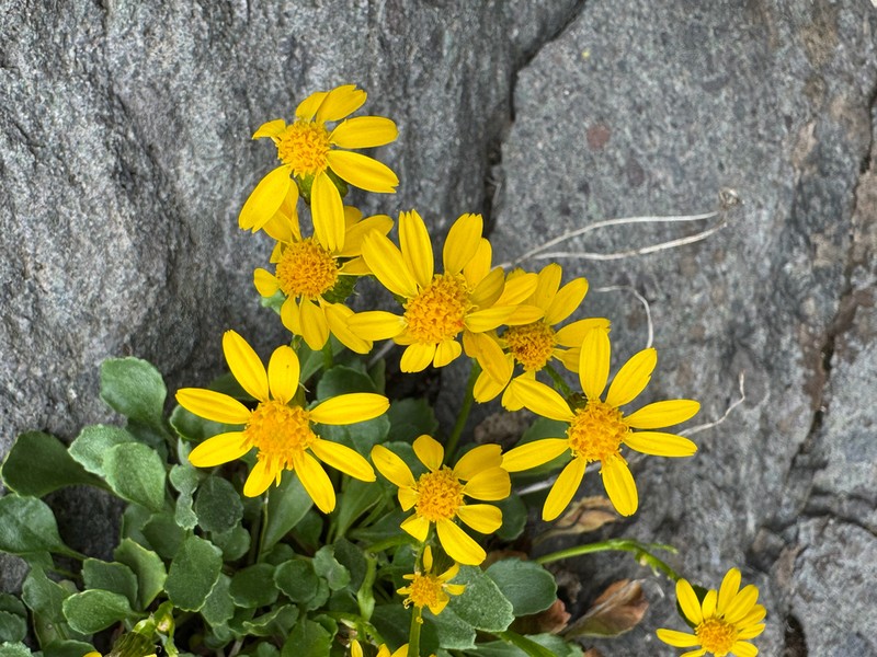 Hoary Groundsel