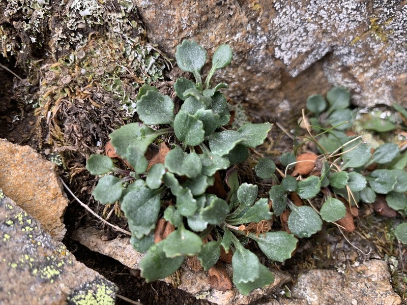 Hoary Groundsel photo 2