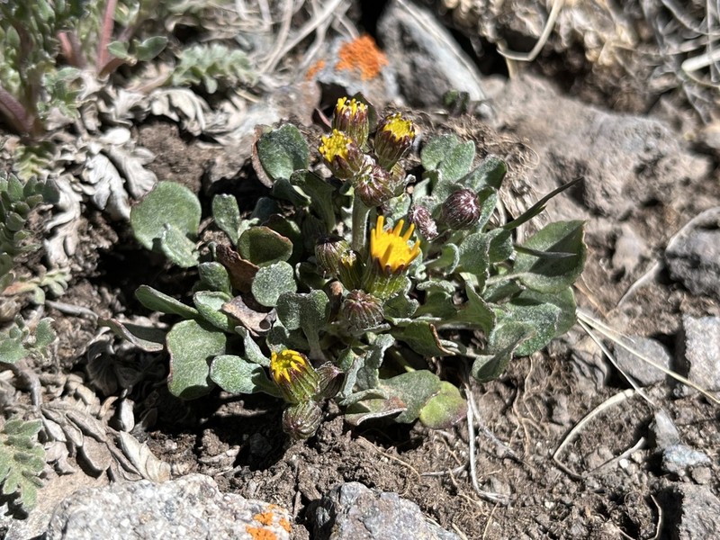 Hoary Groundsel photo 3