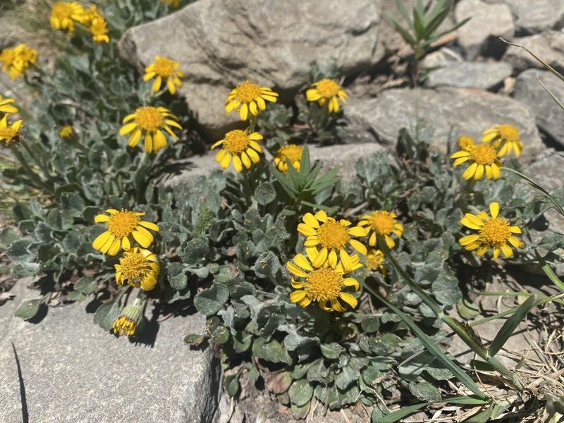 Hoary Groundsel photo 4