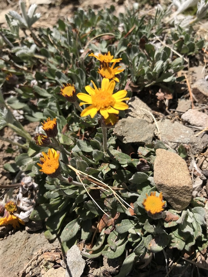 Hoary Groundsel photo 5