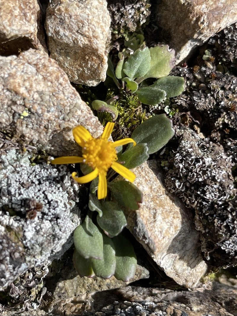 Hoary Groundsel photo 6