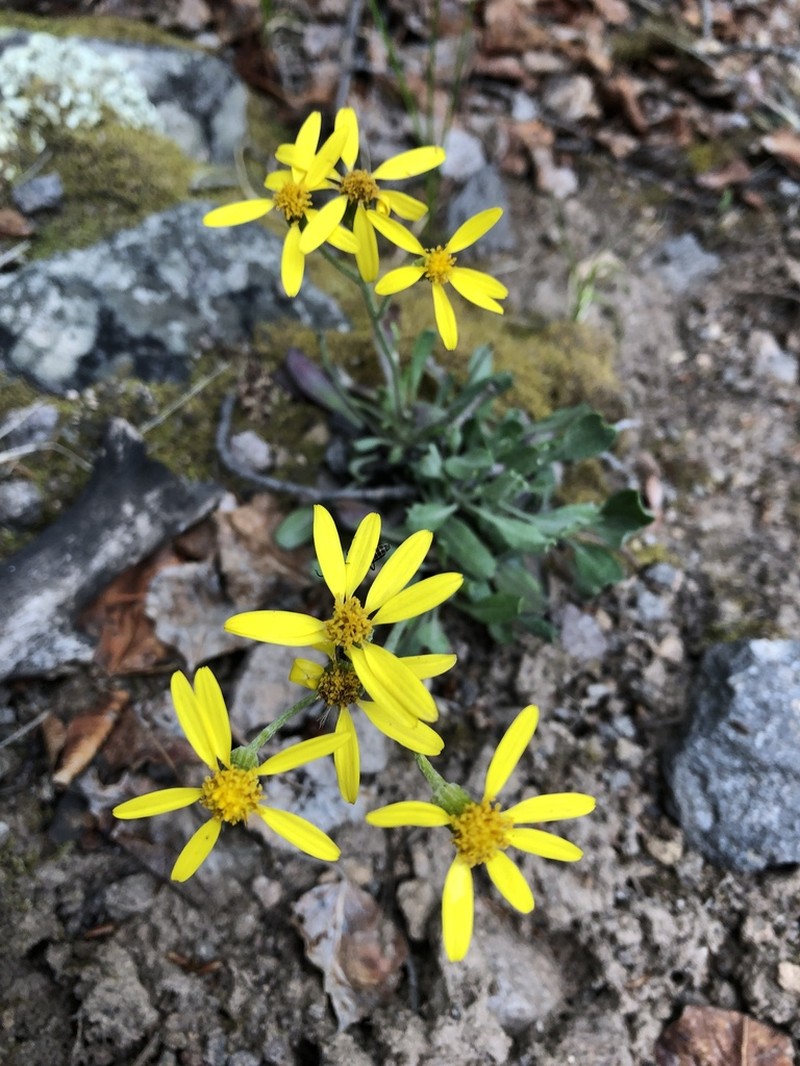 Hoary Groundsel photo 7