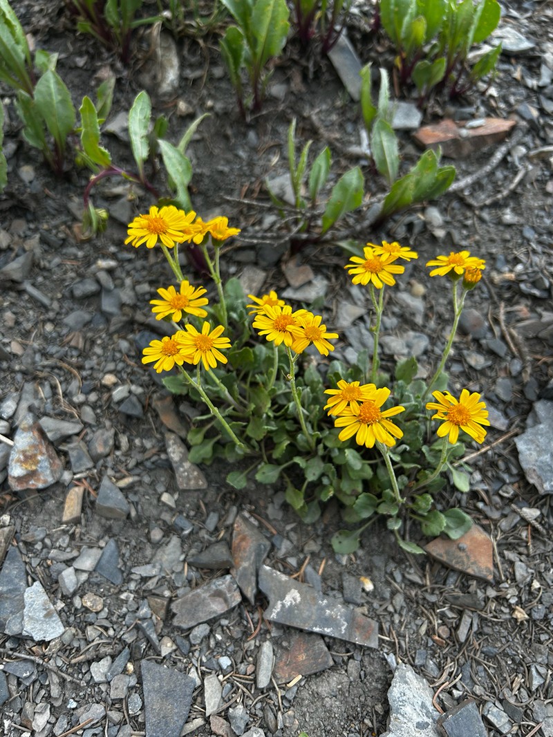 Hoary Groundsel photo 8