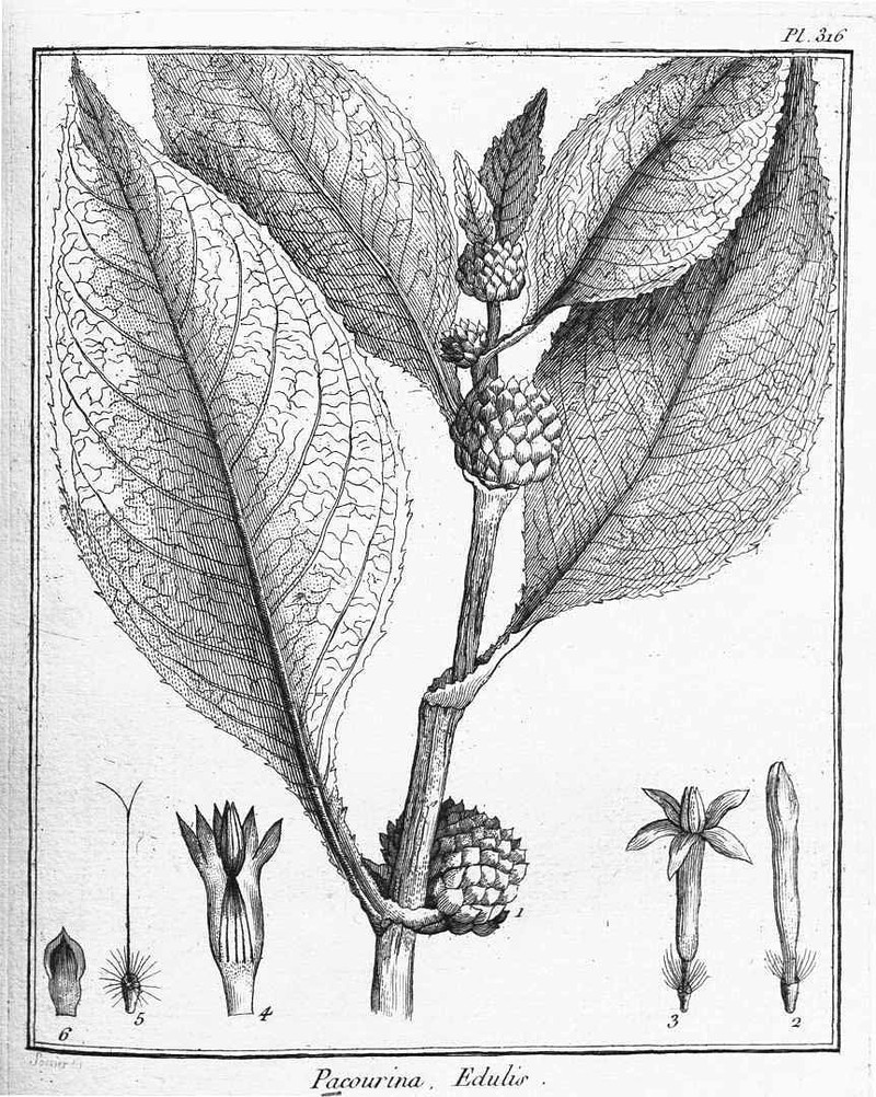 Pacourina edulis