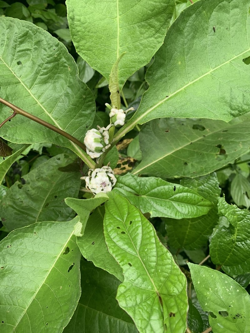 Pacourina edulis photo 2