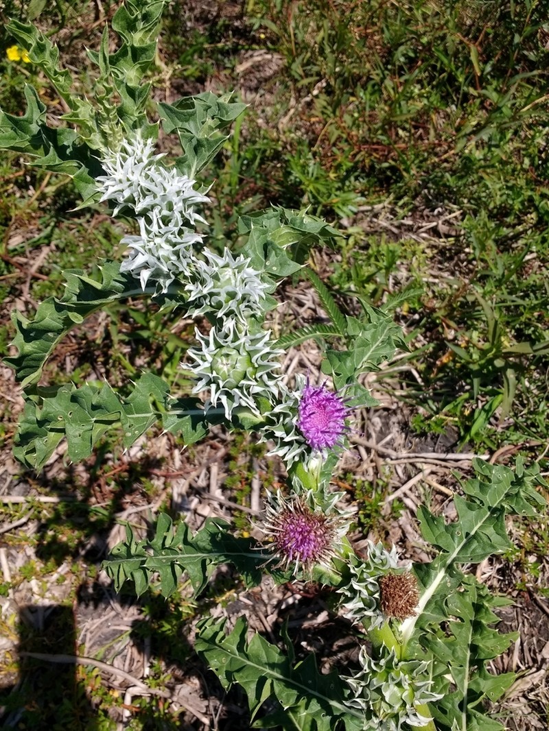 Pacourina edulis photo 3