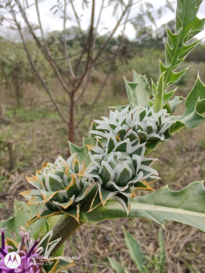 Pacourina edulis photo 4