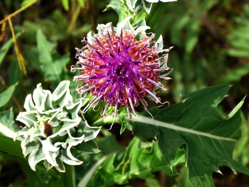 Pacourina edulis photo 5