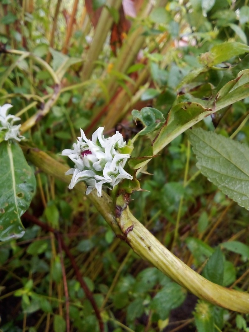 Pacourina edulis photo 6