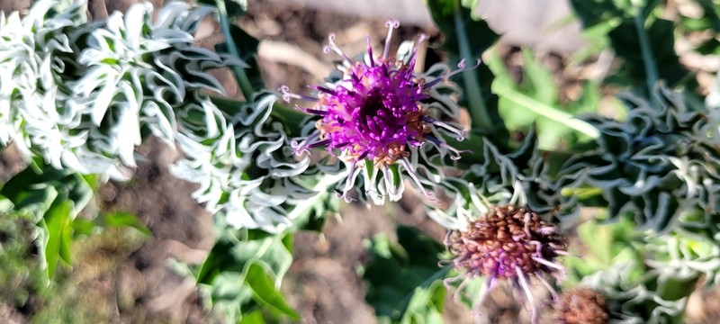 Pacourina edulis photo 7
