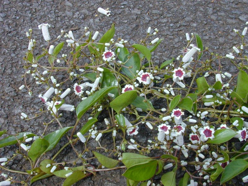 Paederia tomentosa