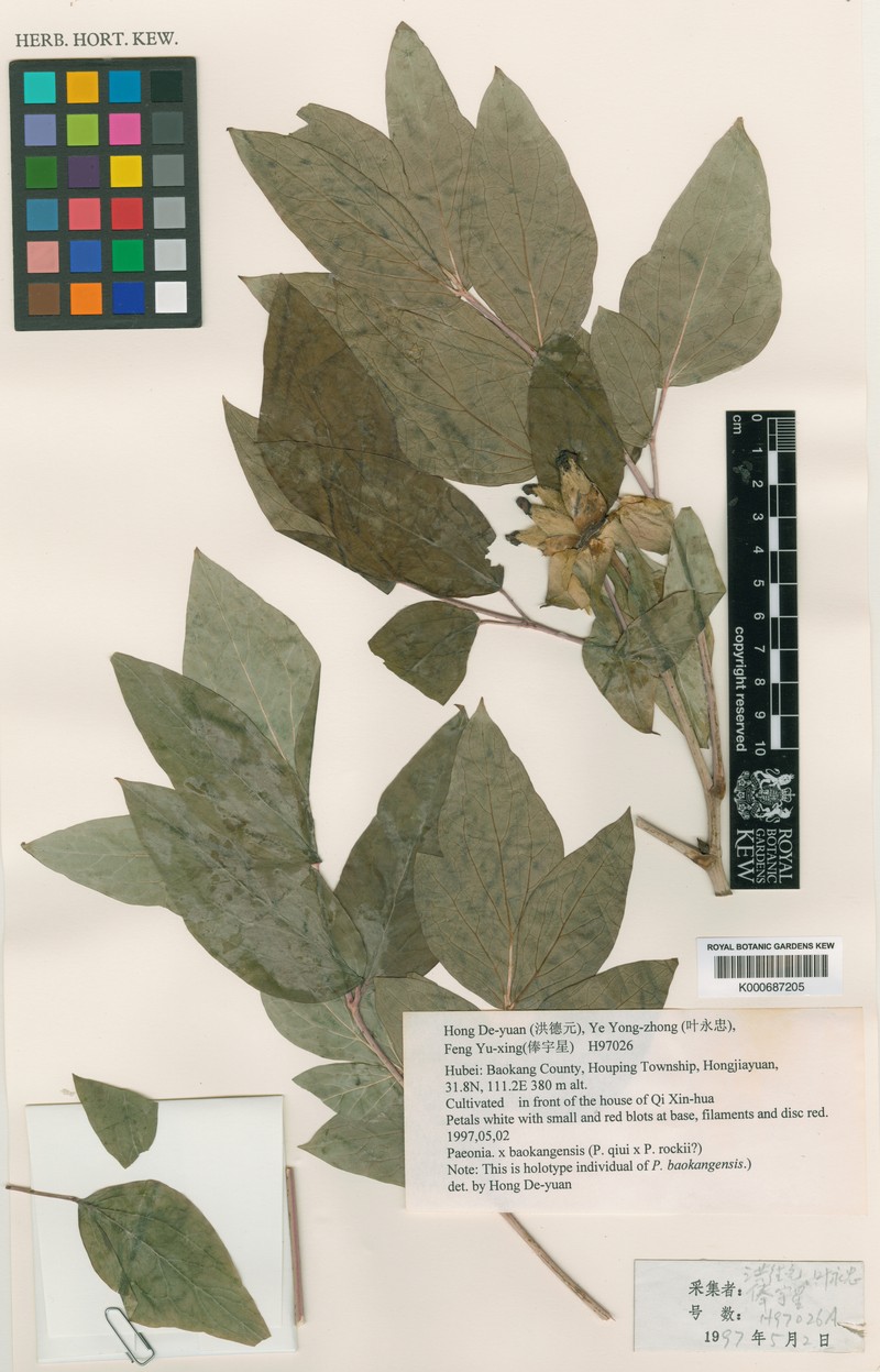 Paeonia × baokangensis