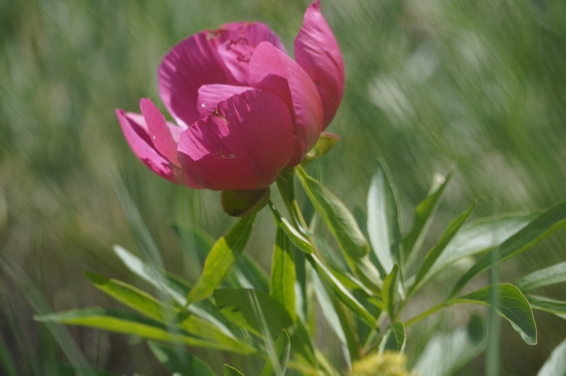 Paeonia × saundersii