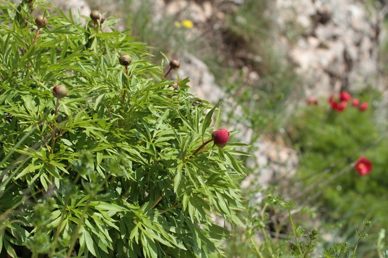 Paeonia × saundersii photo 3