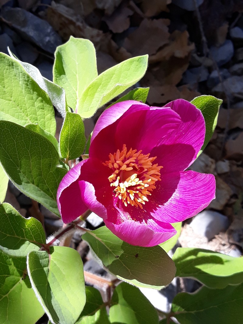 Paeonia algeriensis