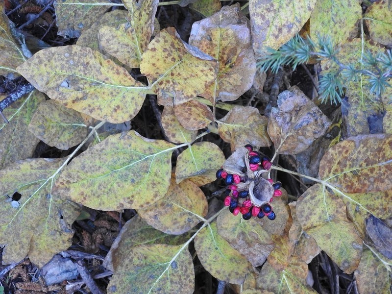 Paeonia algeriensis photo 2