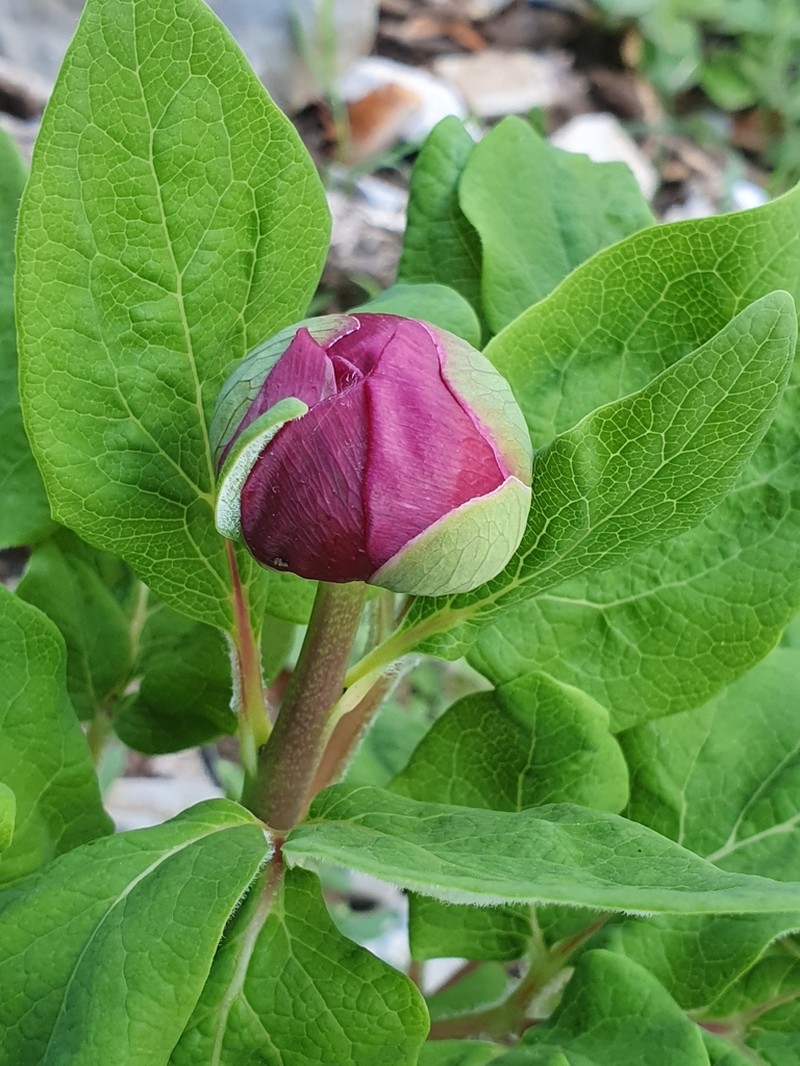 Paeonia algeriensis photo 3