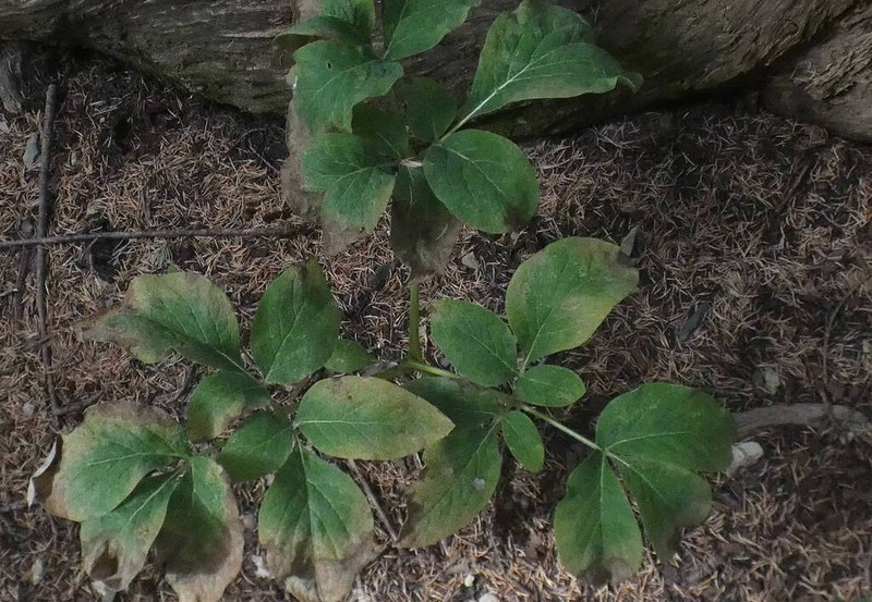 Paeonia algeriensis photo 5