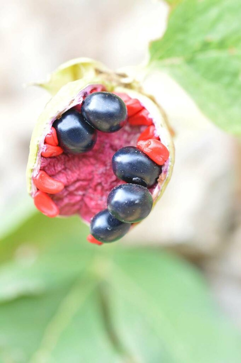 Paeonia algeriensis photo 6